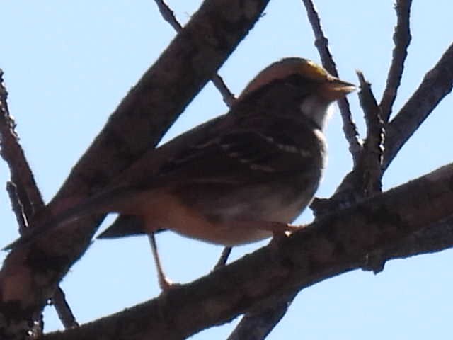 Chipping Sparrow - ML642093292