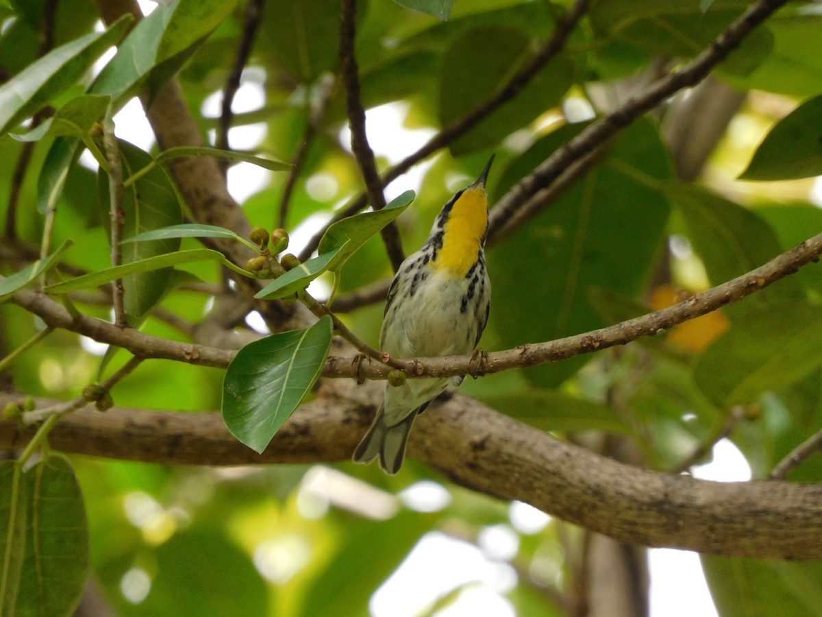 Yellow-throated Warbler - ML642093293