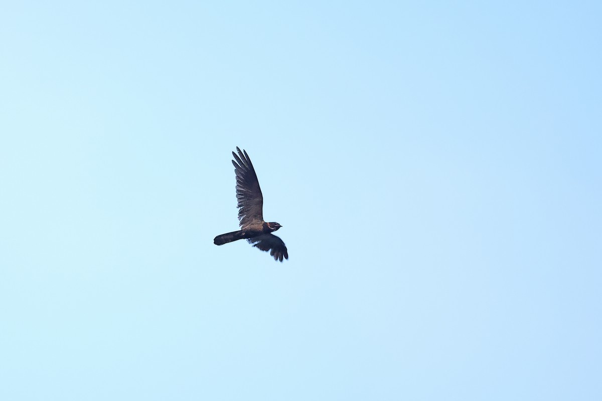 Great Eared-Nightjar - ML642093294