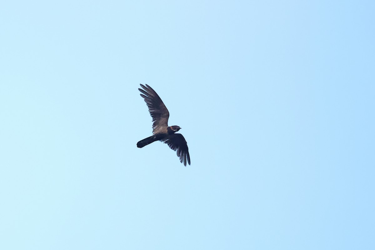 Great Eared-Nightjar - ML642093295