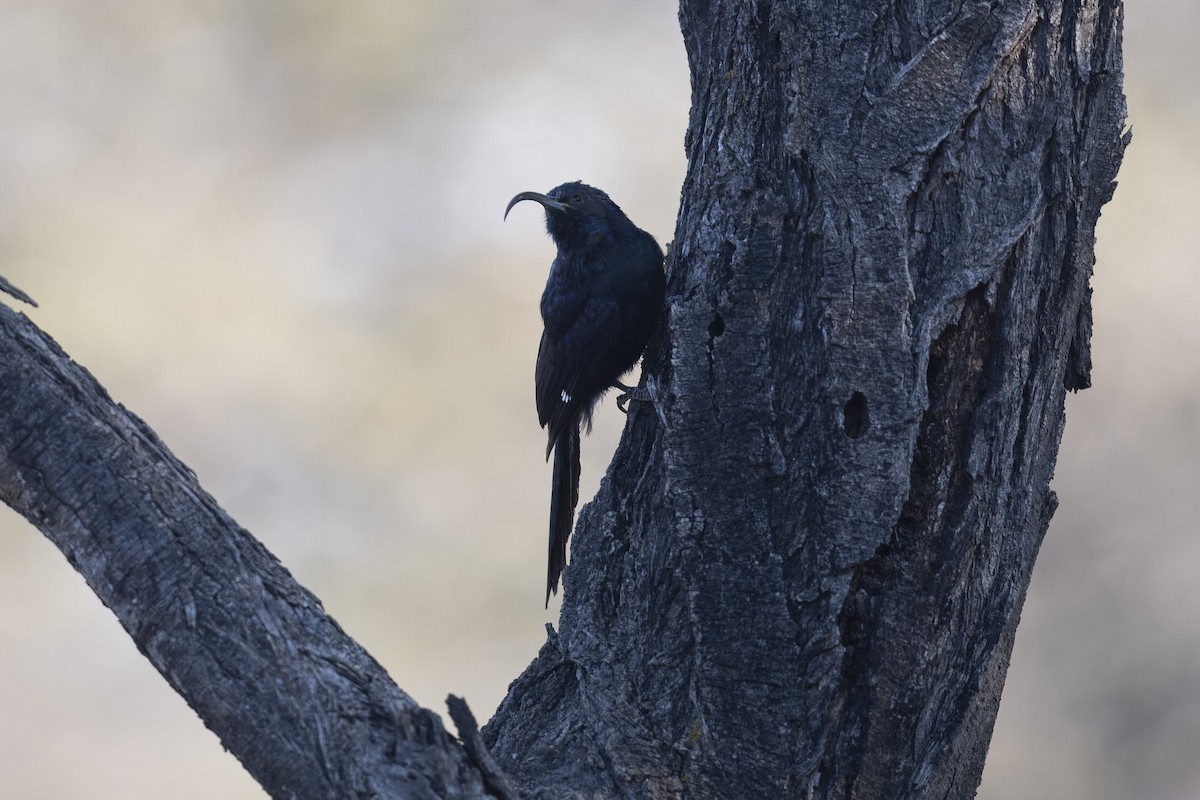 Common Scimitarbill - ML642093296