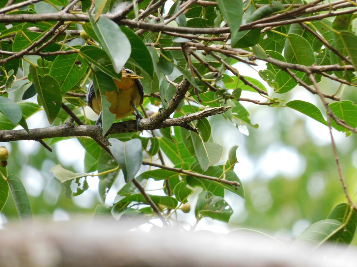 Baltimore Oriole - ML642093298