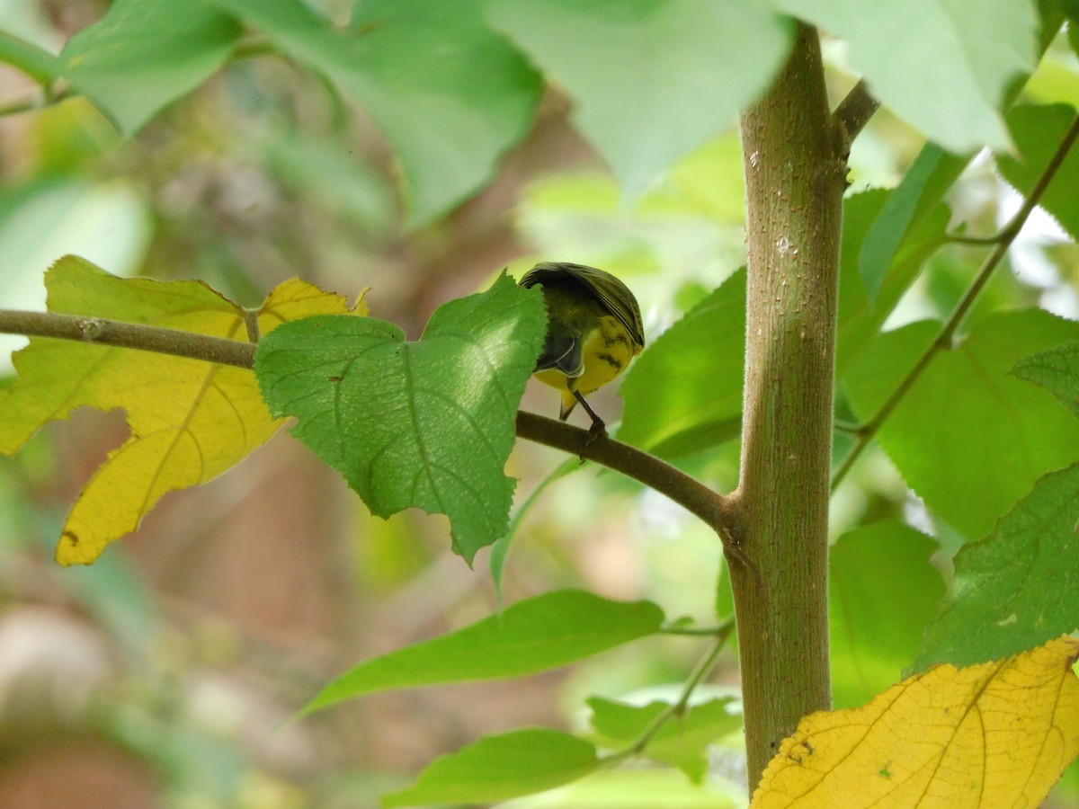 Prairie Warbler - ML642093301