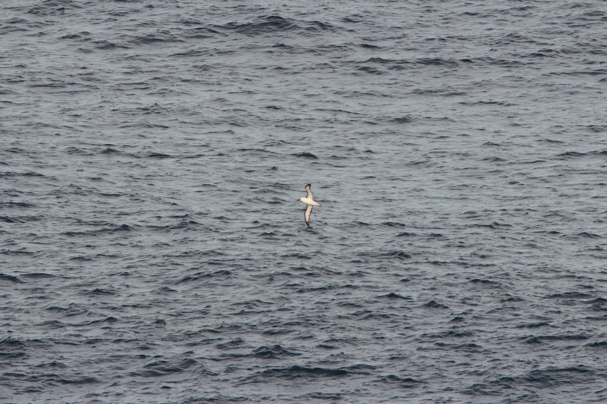 Albatros Picofino Pacífico - ML642093307