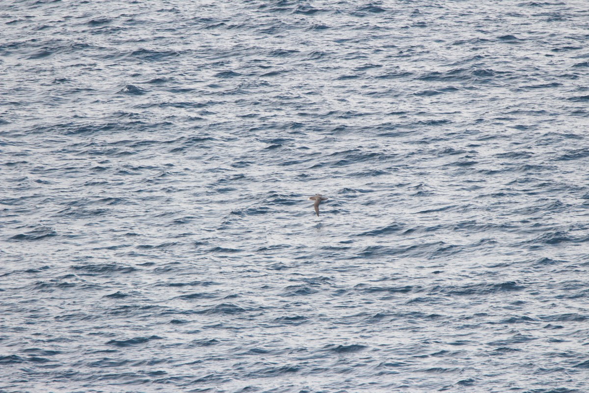 Abanto Marino Subantártico - ML642093308