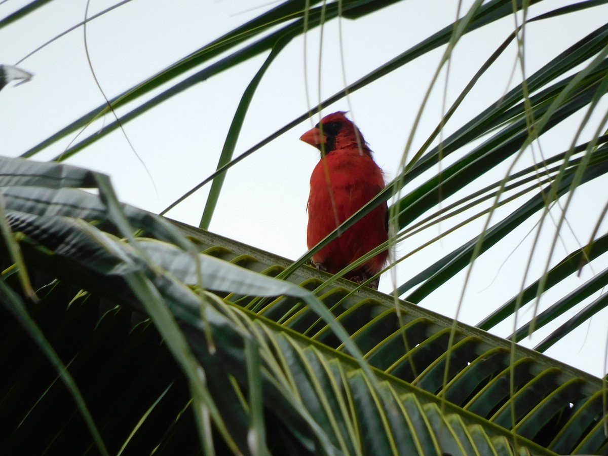 Northern Cardinal - ML642093313