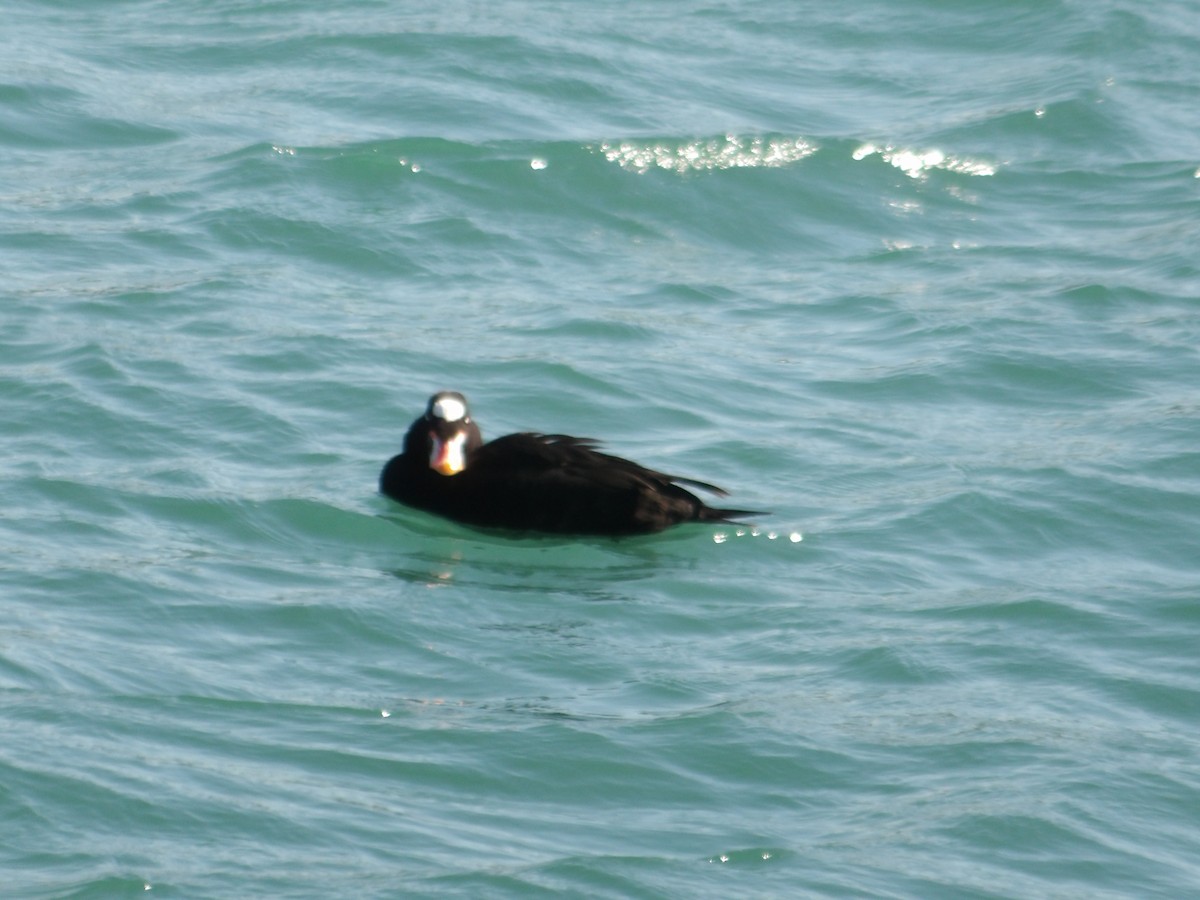 Surf Scoter - ML642093321