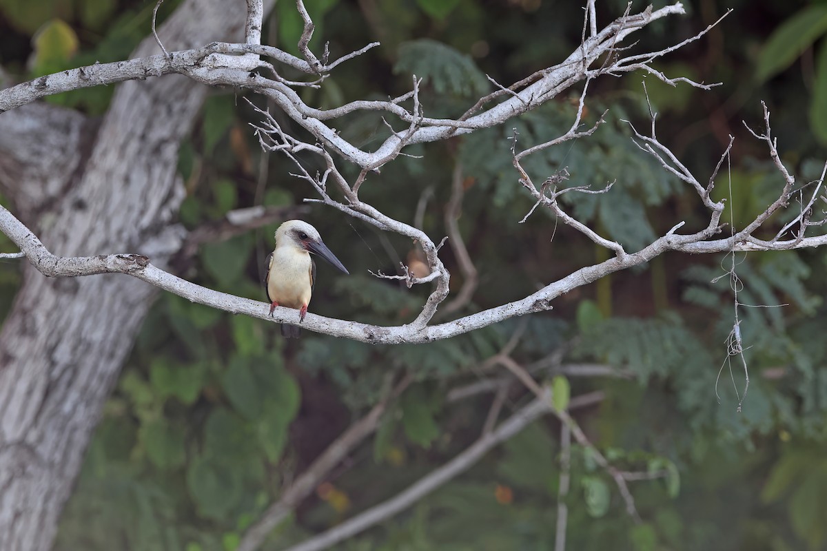 Great-billed Kingfisher - ML642093331