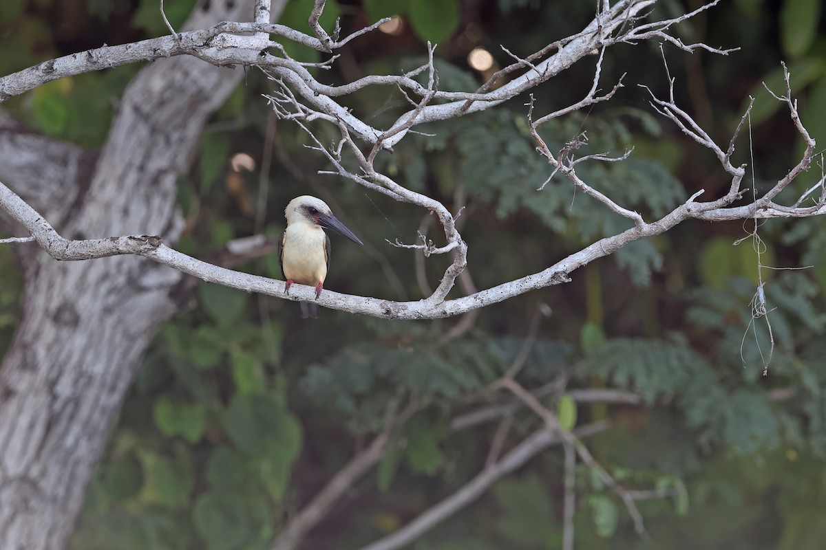 Great-billed Kingfisher - ML642093332