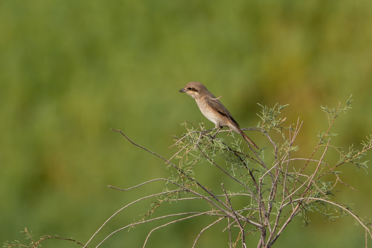 Isabelline Shrike - ML642093339