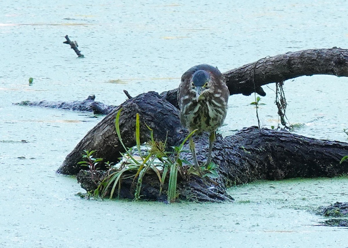 Green Heron - ML642093341