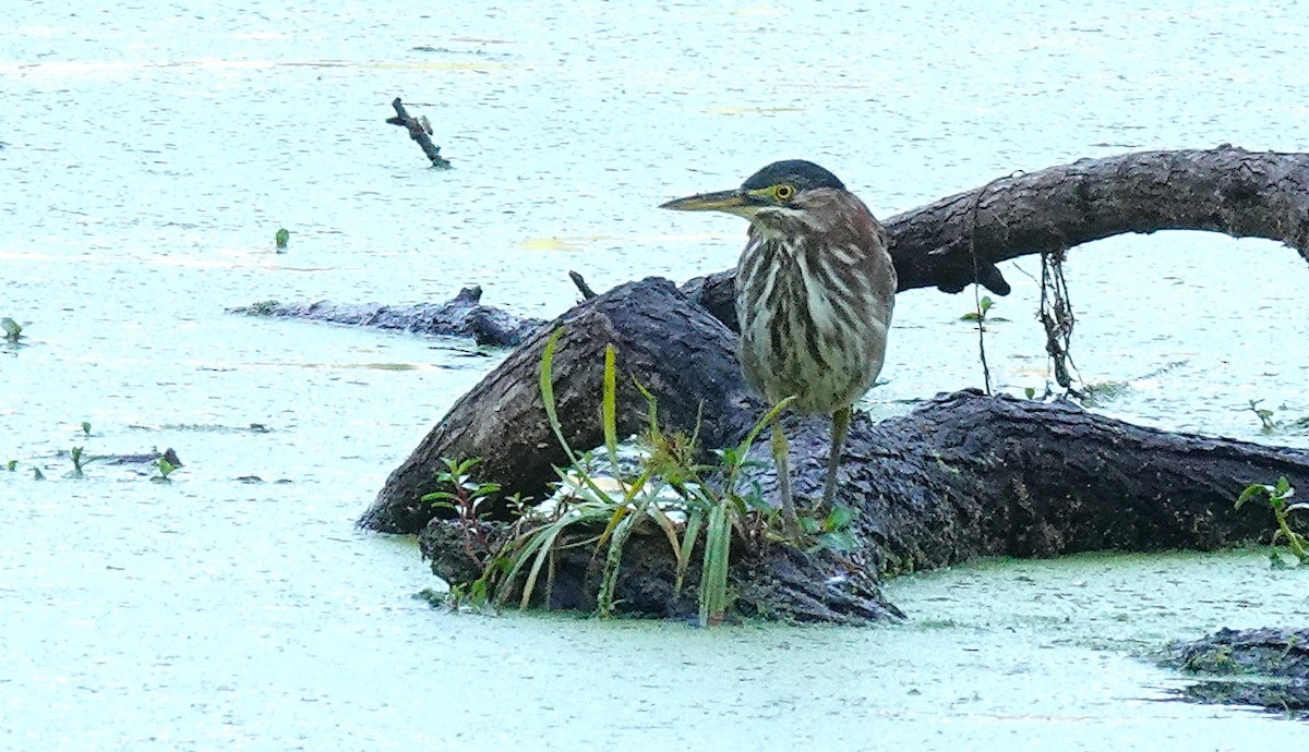 Green Heron - ML642093342