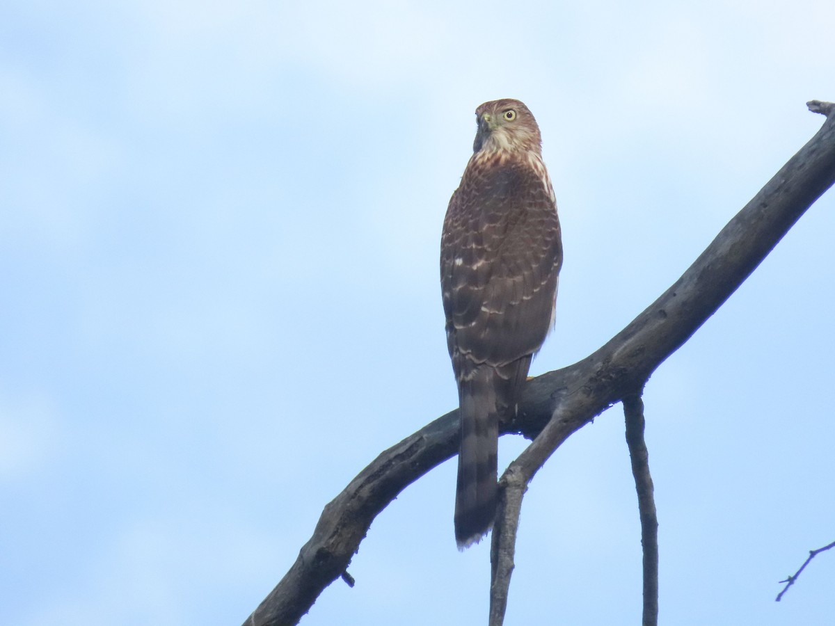 Cooper's Hawk - ML642093350