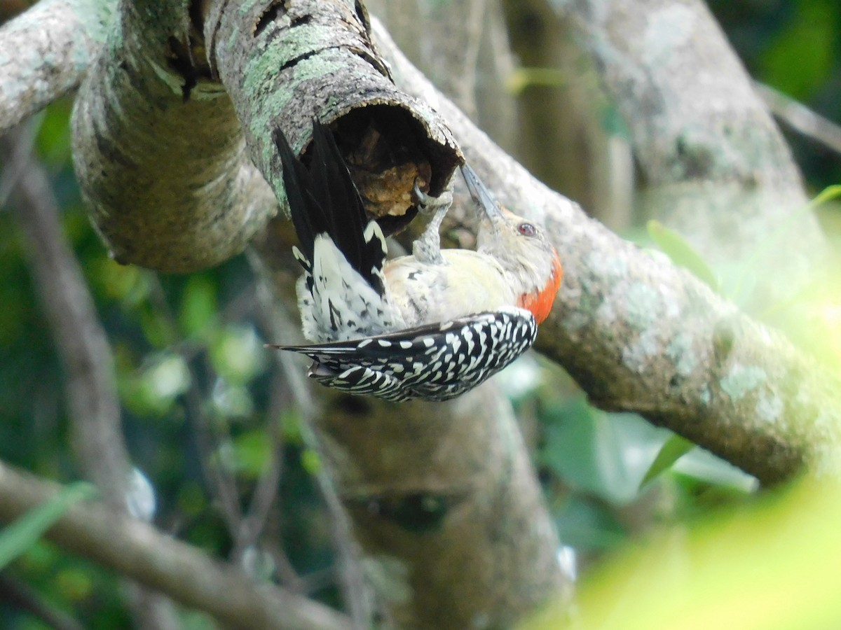Red-bellied Woodpecker - ML642093355