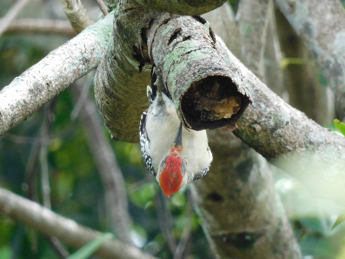 Red-bellied Woodpecker - ML642093362