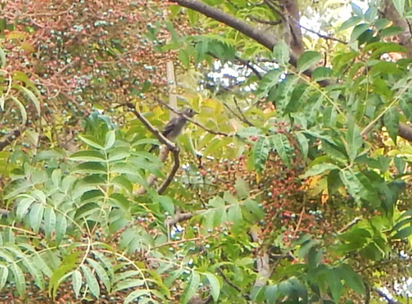 Dark-sided Flycatcher - ML642093363