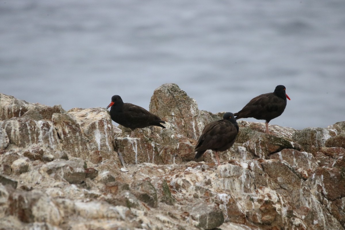 Black Oystercatcher - ML642093365