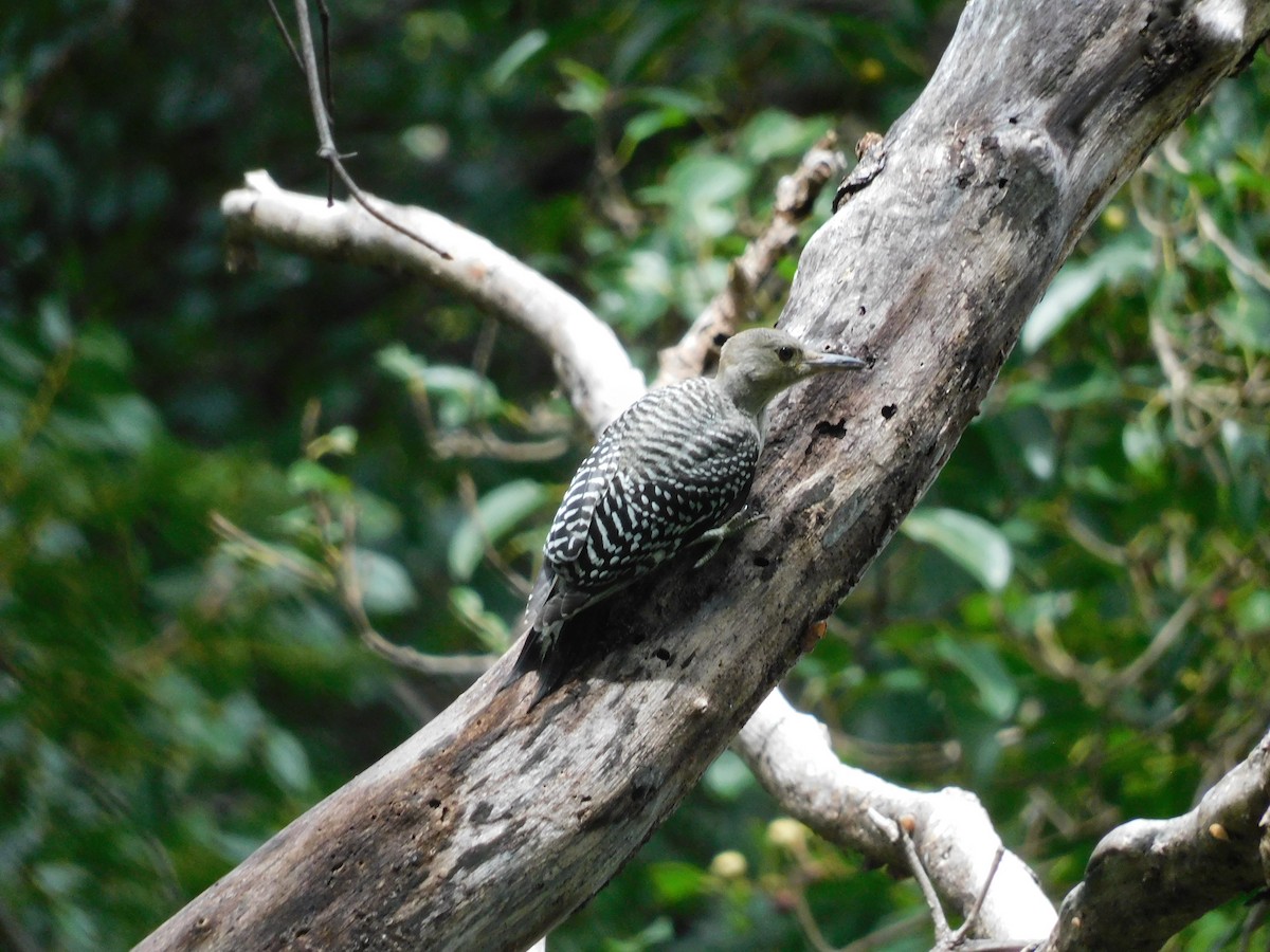 Red-bellied Woodpecker - ML642093367