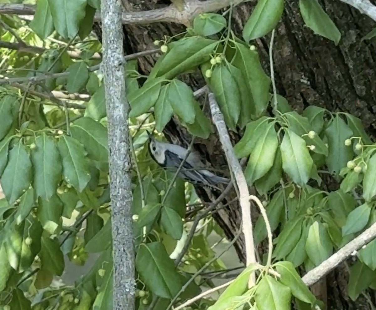 White-breasted Nuthatch - ML642093372