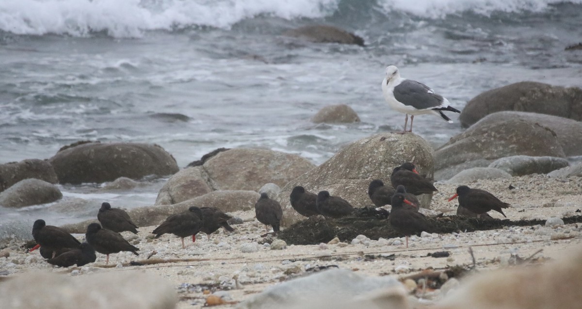 Black Oystercatcher - ML642093373