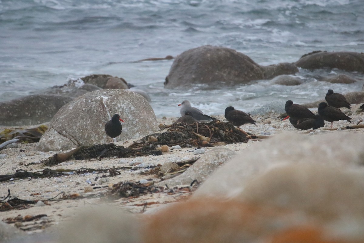 Black Oystercatcher - ML642093375