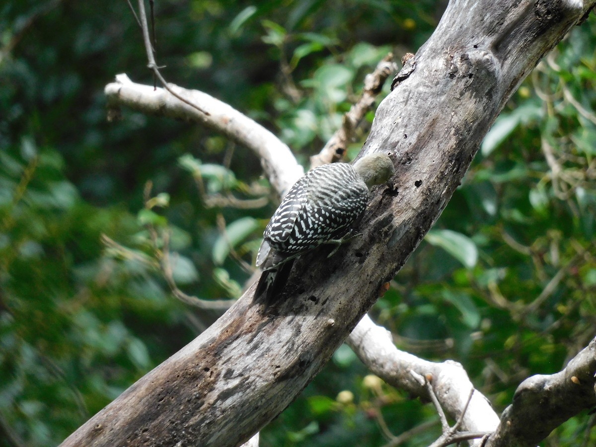 Red-bellied Woodpecker - ML642093376
