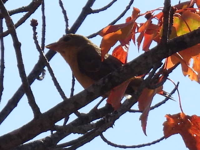 Scarlet Tanager - ML642093378