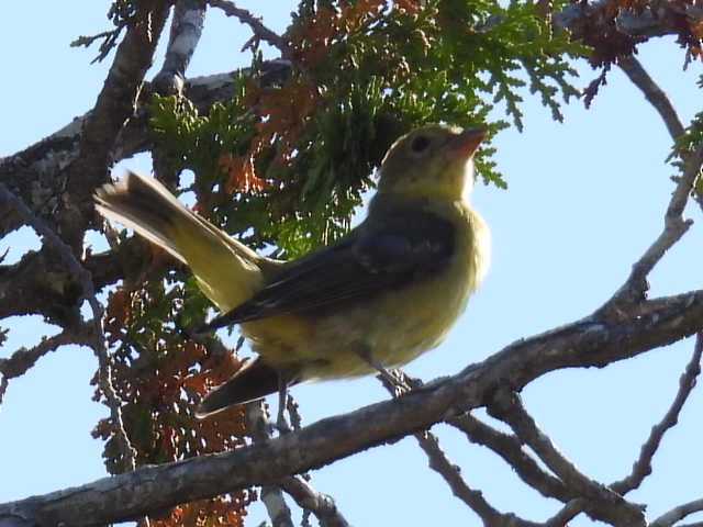 Scarlet Tanager - ML642093379