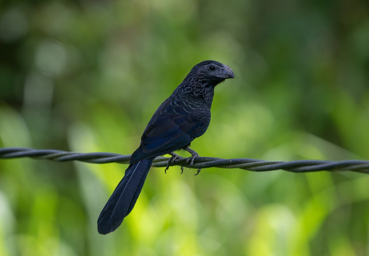 Groove-billed Ani - ML642093395