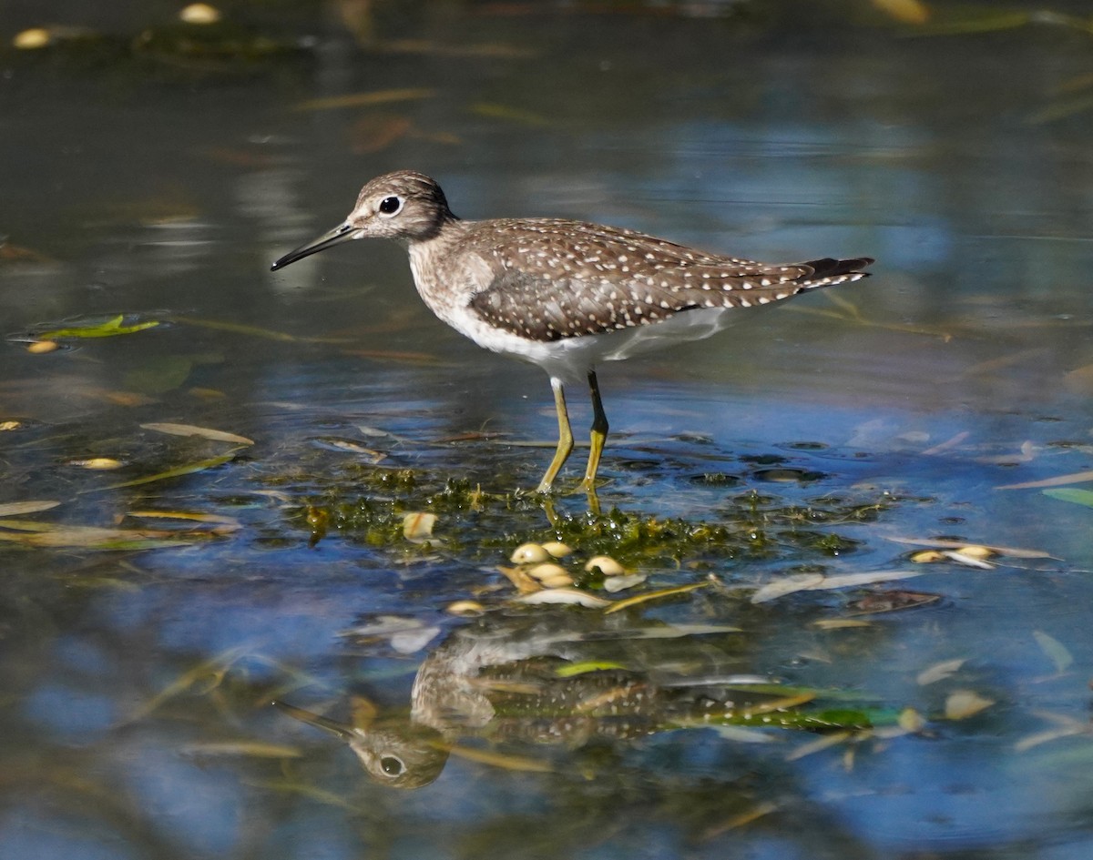 Solitary Sandpiper - ML642093399