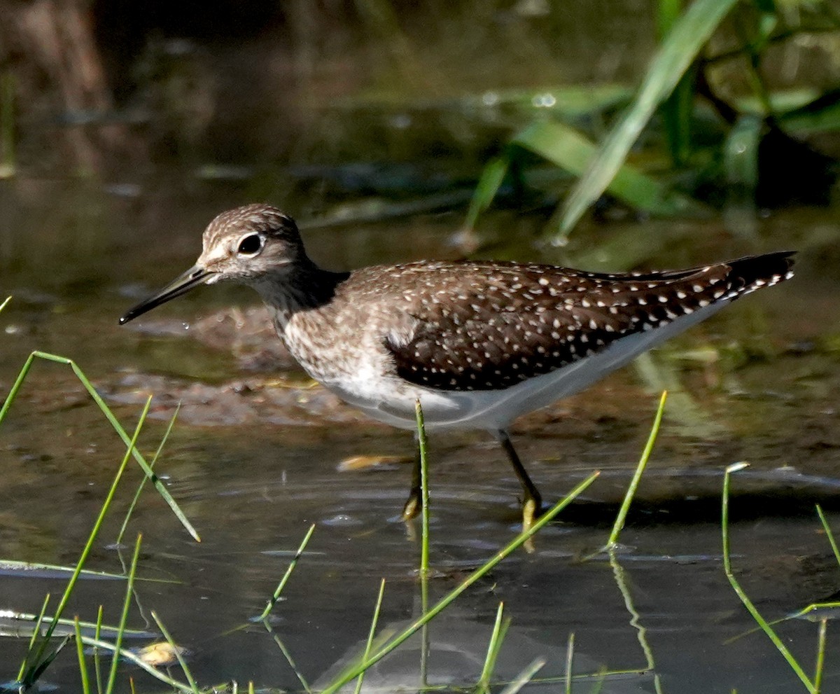 Solitary Sandpiper - ML642093401