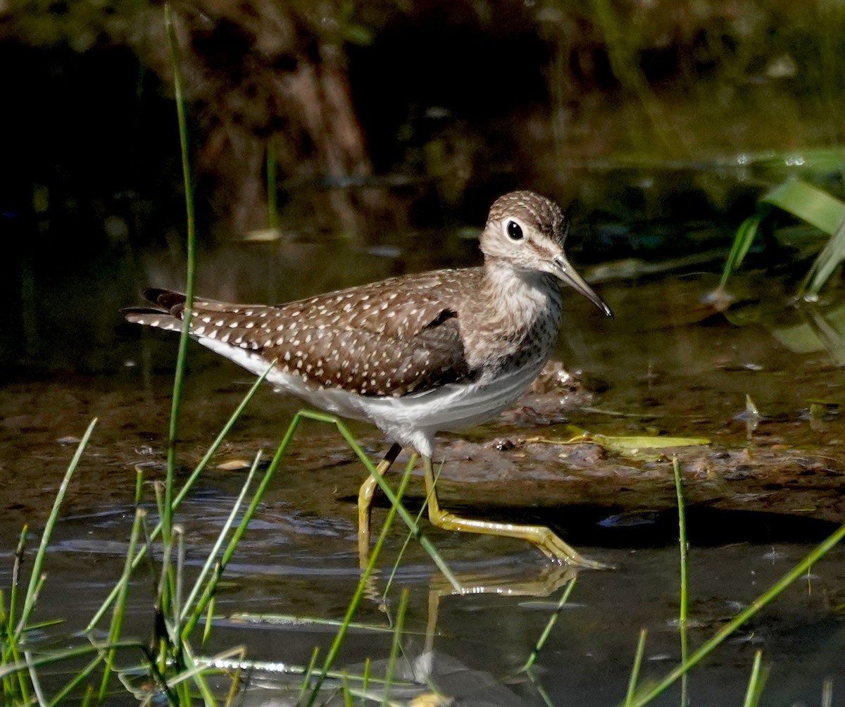 Solitary Sandpiper - ML642093402