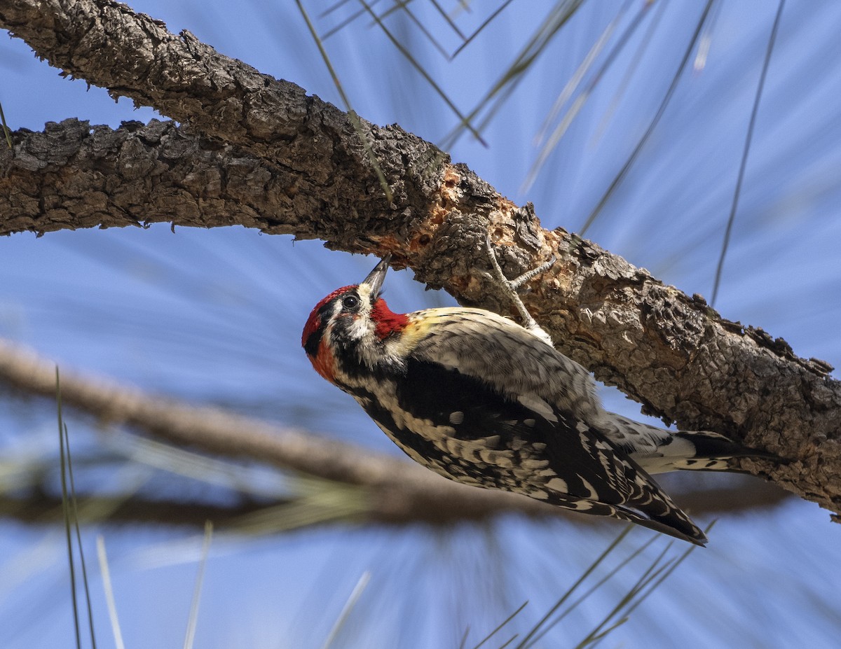 Red-naped Sapsucker - ML642093416