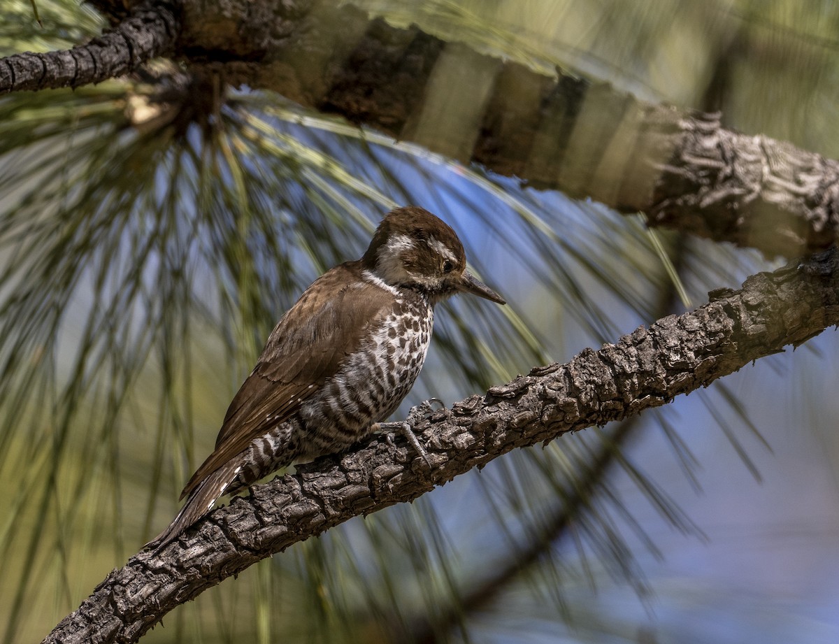 Arizona Woodpecker - ML642093418