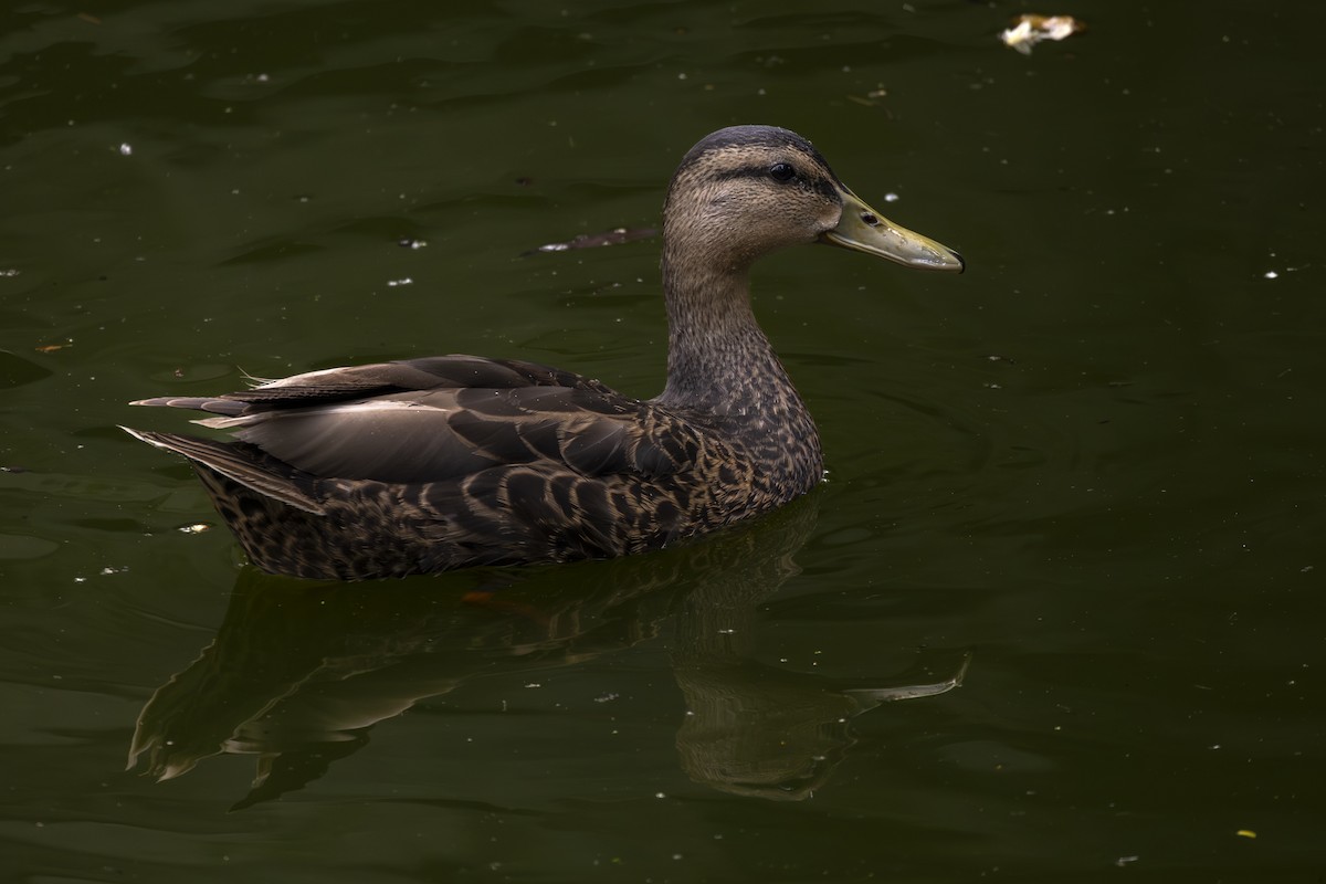 Mexican Duck - ML642093424