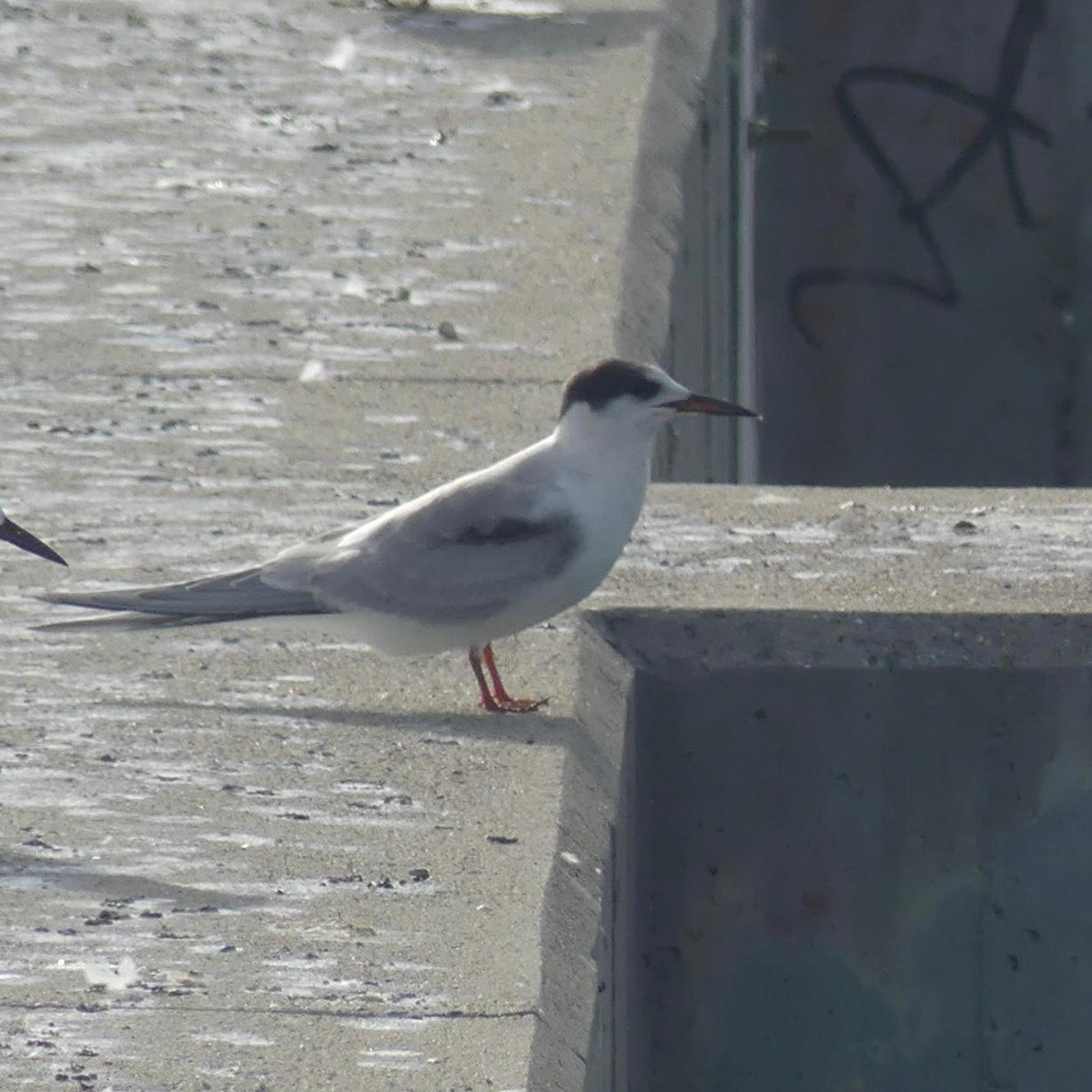 Common Tern - ML642093429