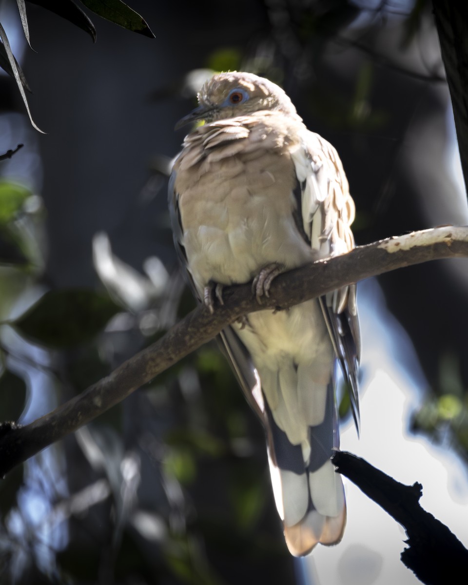 White-winged Dove - ML642093432
