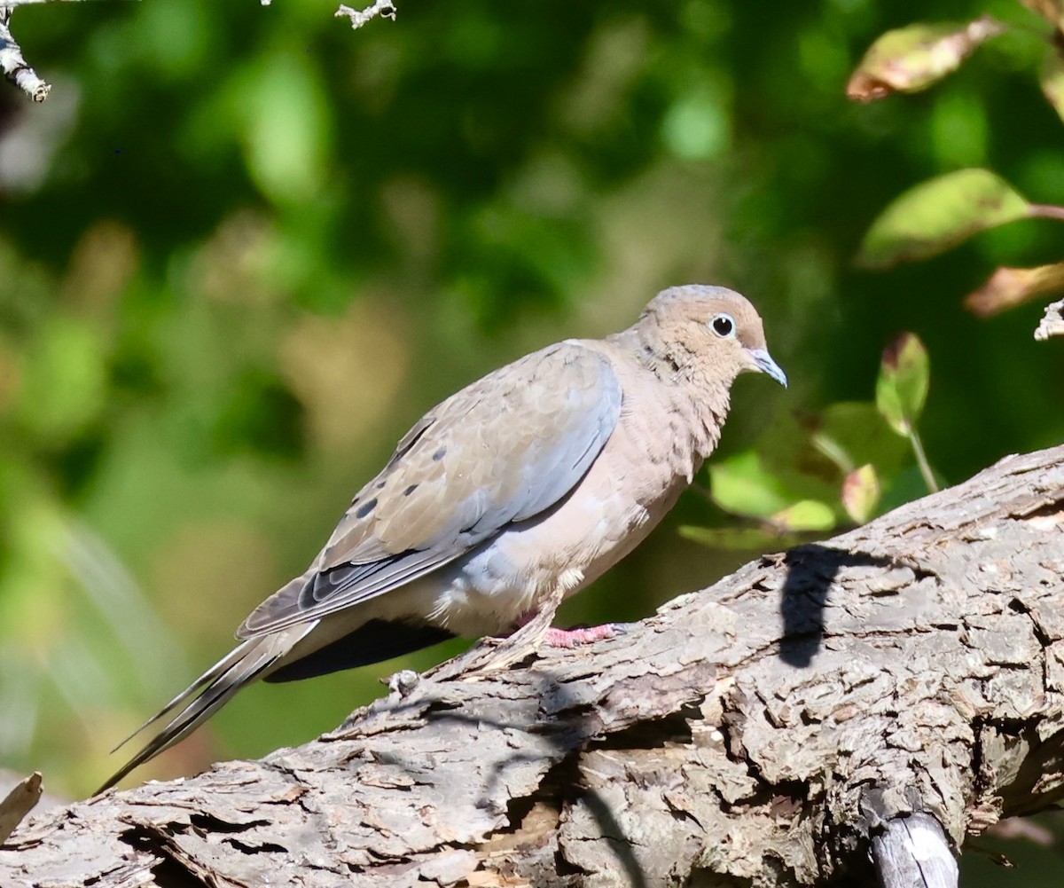Mourning Dove - ML642093433