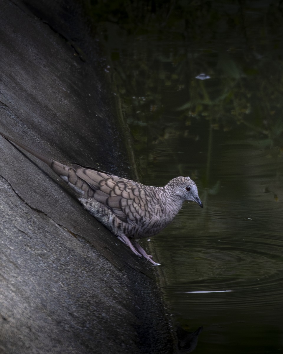 Inca Dove - ML642093434
