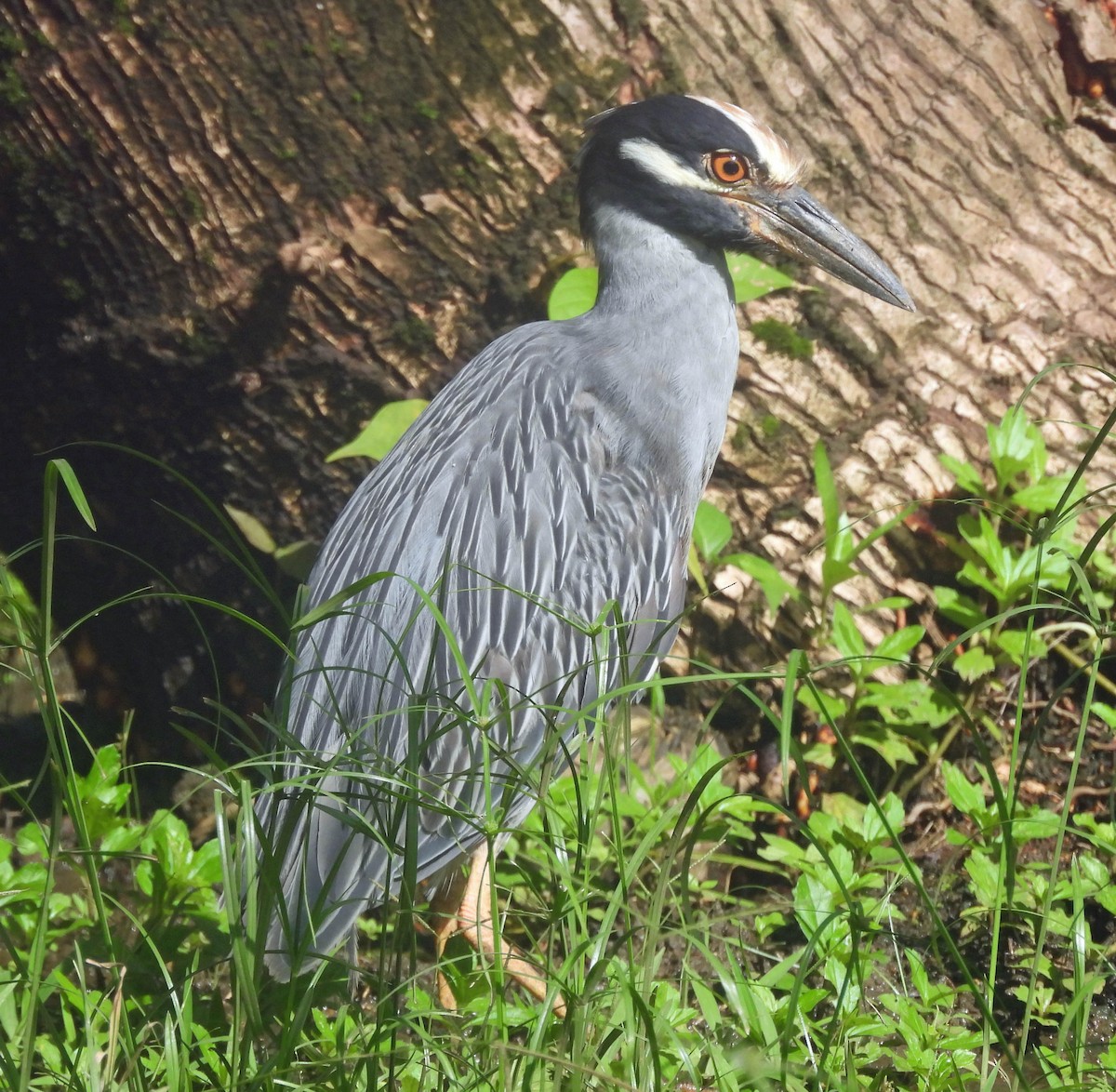Yellow-crowned Night Heron - ML642093435