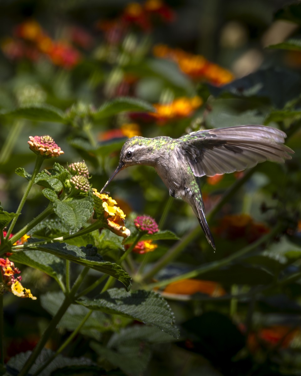 Broad-billed Hummingbird - ML642093436