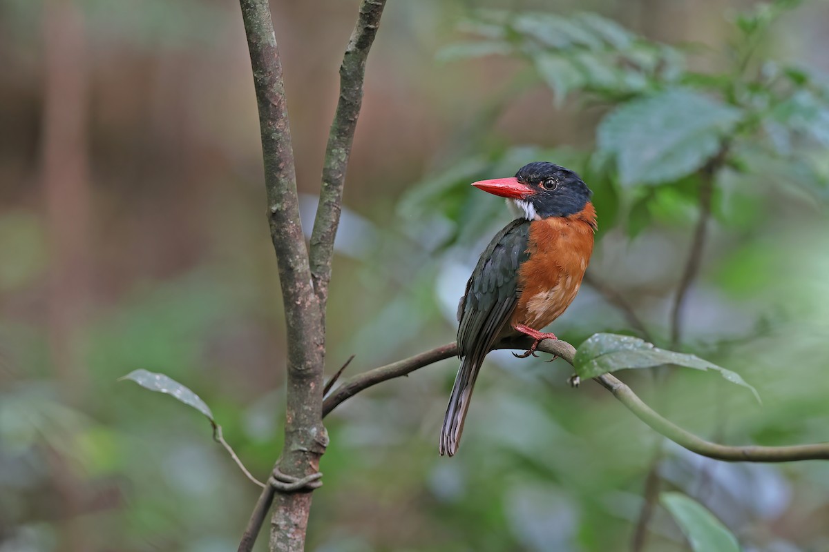 Green-backed Kingfisher (Black-headed) - ML642093438