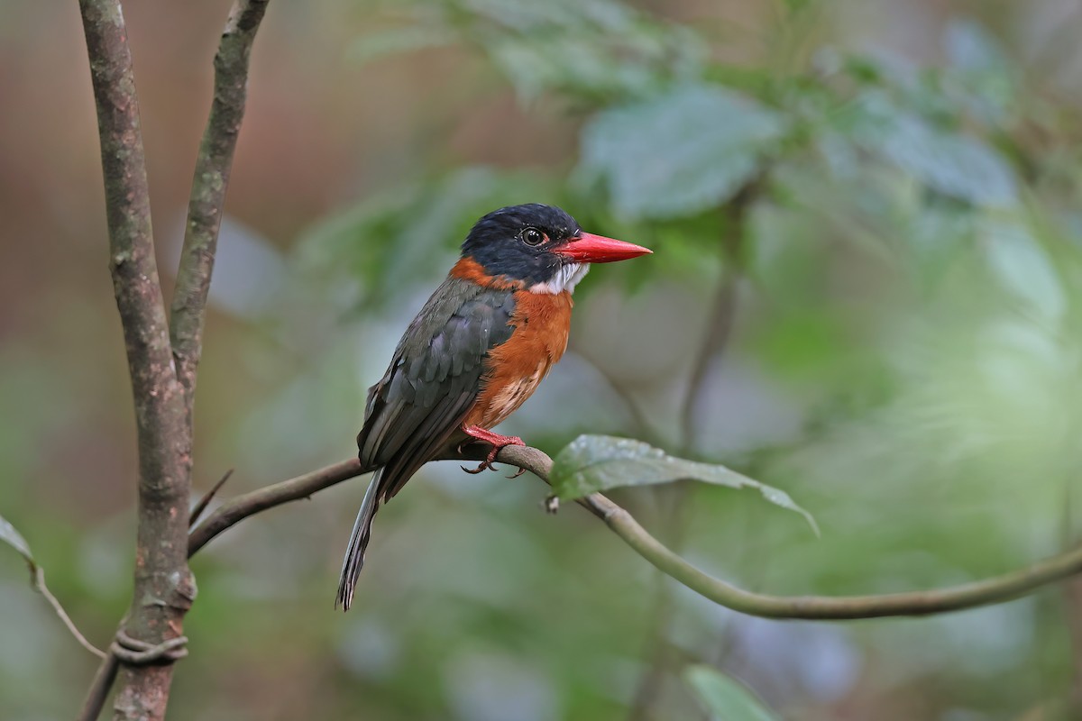 Green-backed Kingfisher (Black-headed) - ML642093439
