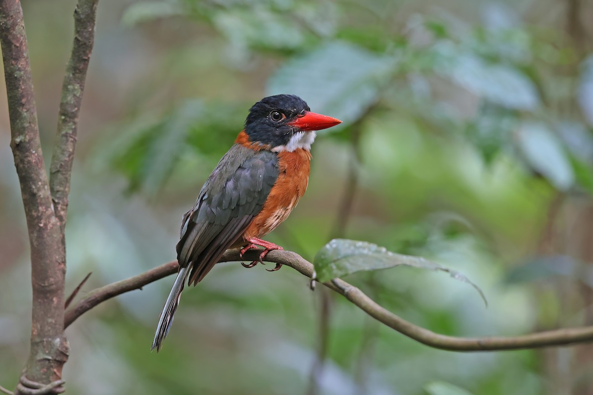 Green-backed Kingfisher (Black-headed) - ML642093440