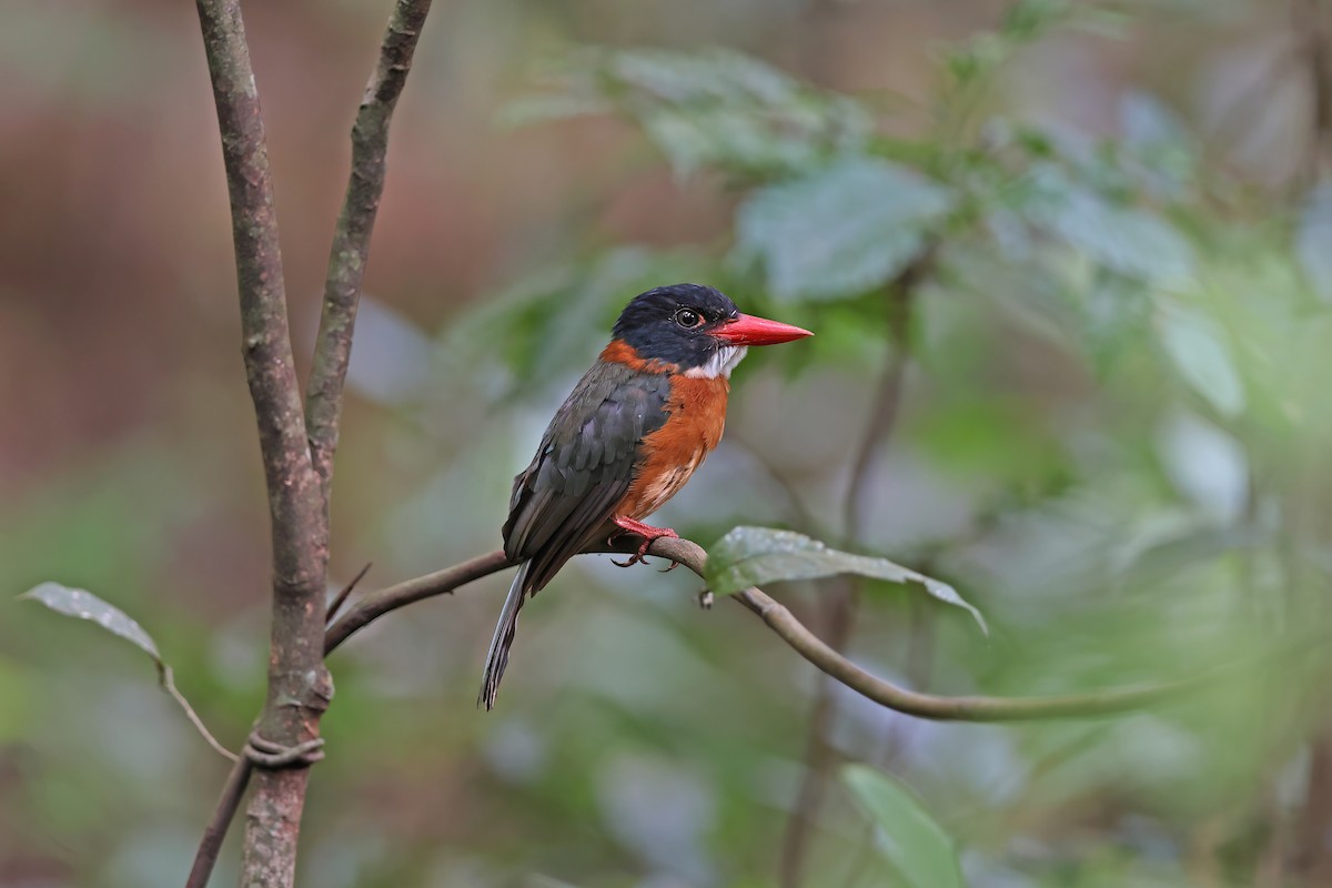 Green-backed Kingfisher (Black-headed) - ML642093441