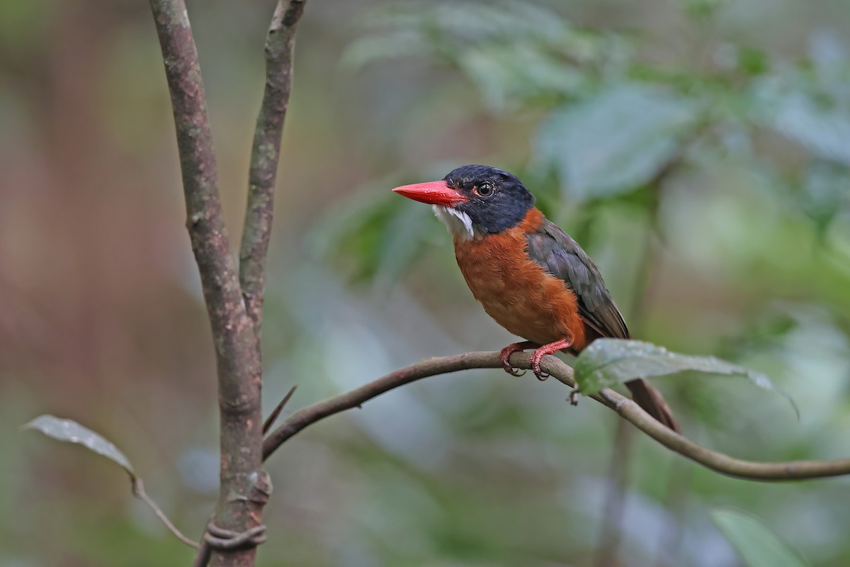 Green-backed Kingfisher (Black-headed) - ML642093442