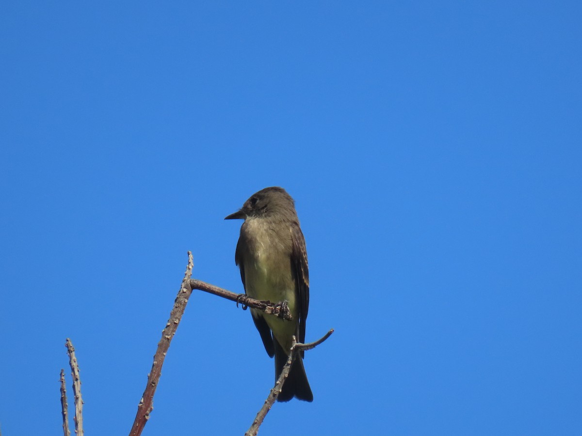 Western Wood-Pewee - ML642093443