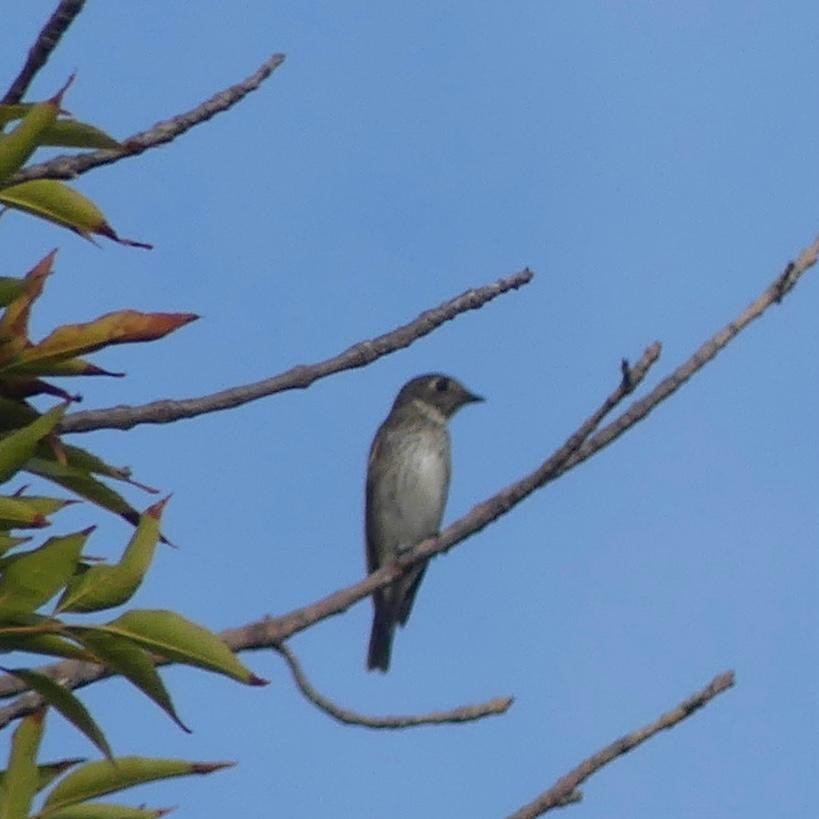 Dark-sided Flycatcher - ML642093444