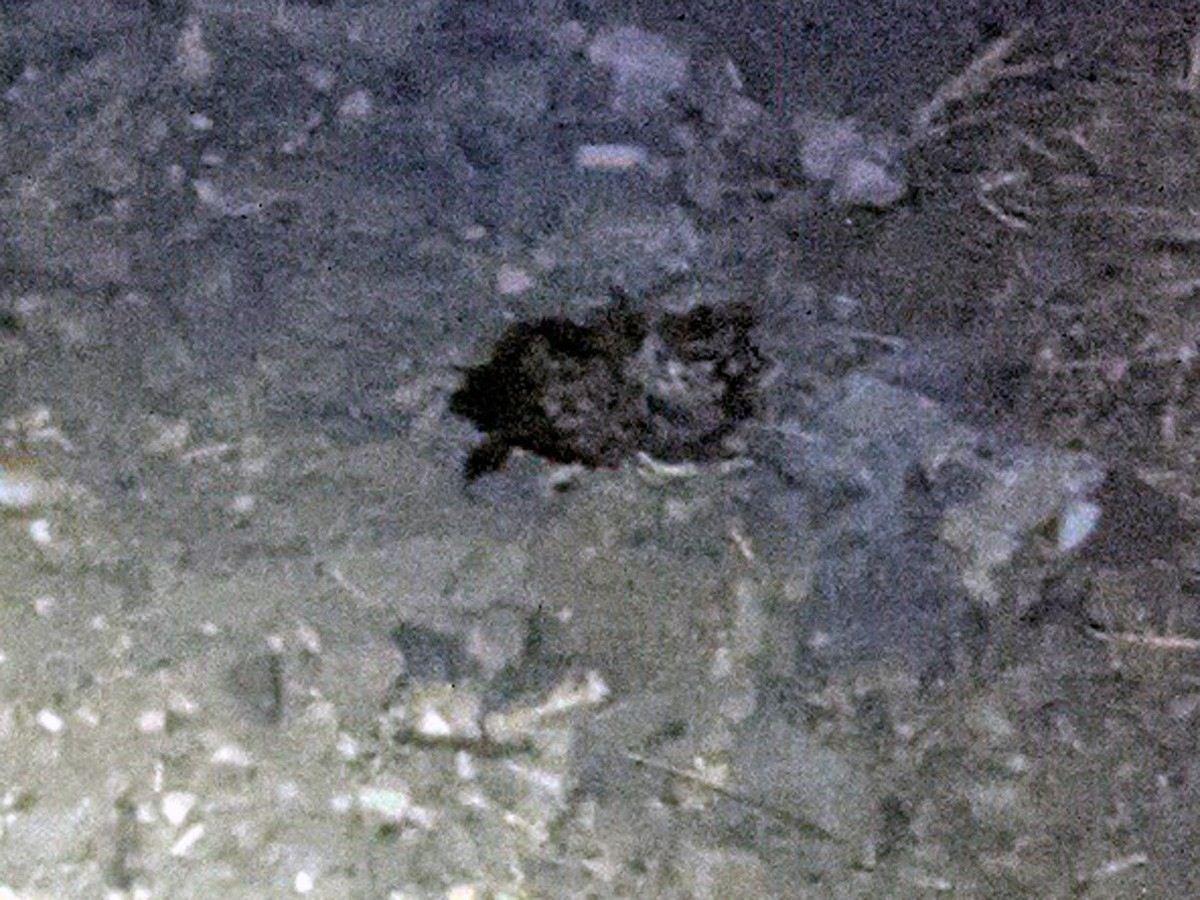 Common Poorwill - ML642093446