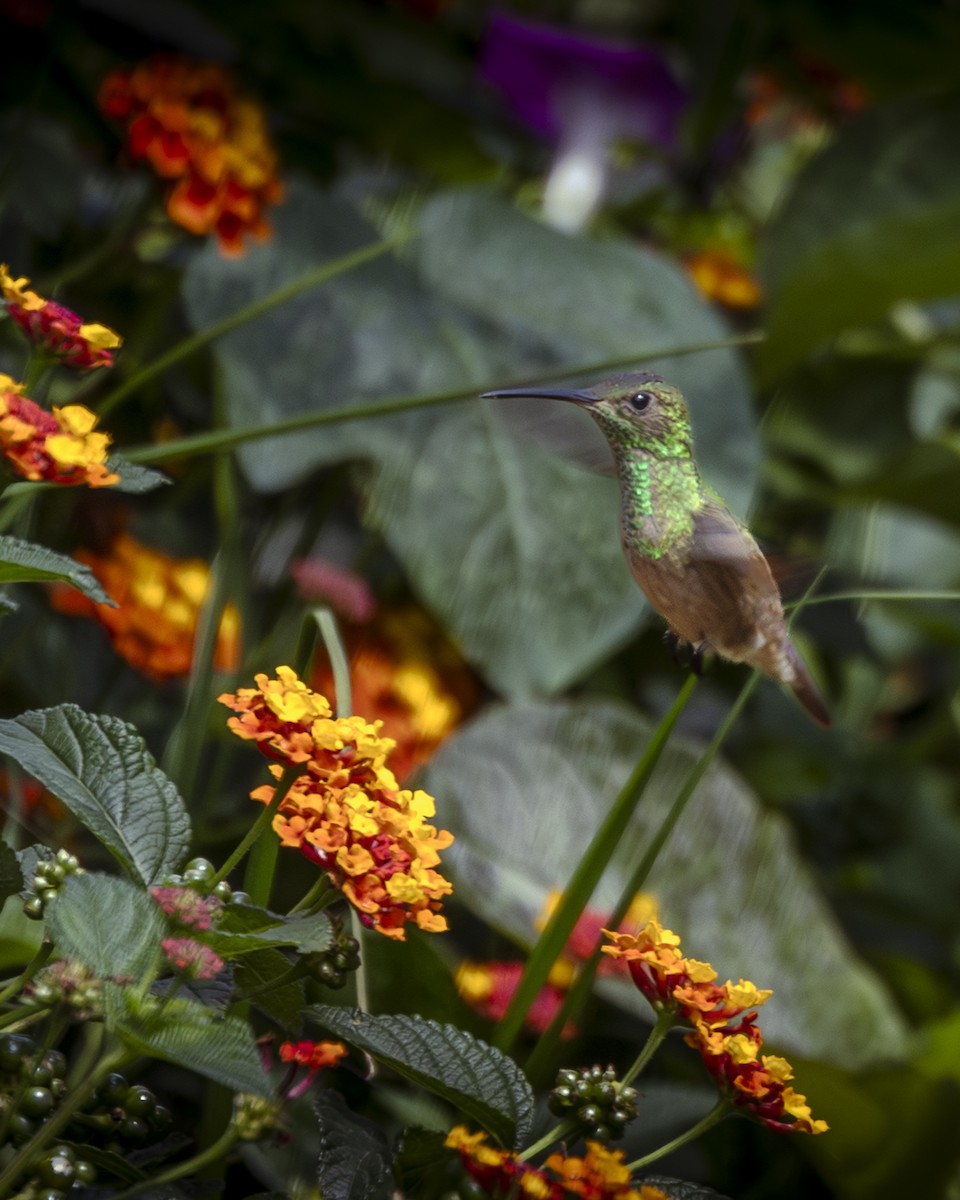 Berylline Hummingbird - ML642093447